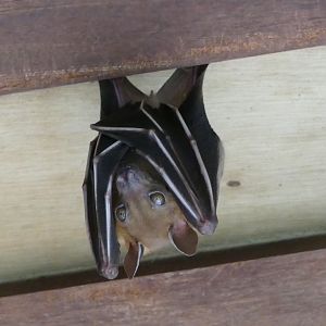 Lesser short-nosed fruit bat
