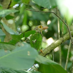 Lineated Barbet