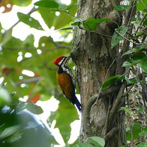 Common Flameback