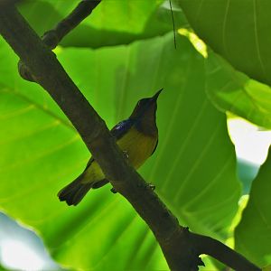 Brown-throated Sunbird