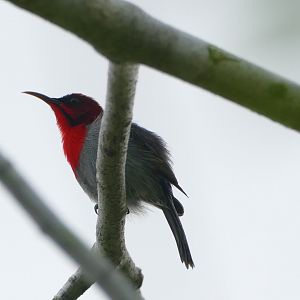 Crimson Sunbird