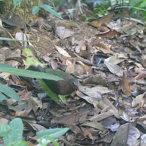 Grey-capped Emerald Dove