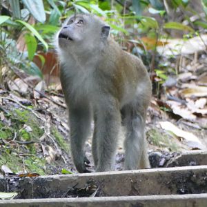 Long-tailed macaque