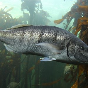 White steenbras(Lithognathus lithognathus)
