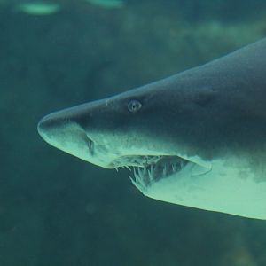 Sand tiger shark (Carcharias taurus)