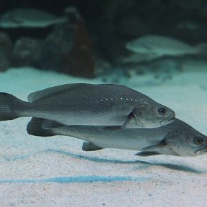 Dusky Kob (Argyrosomus japonicus)