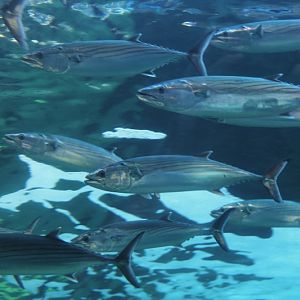 Striped Bonito (Sarda orientalis)