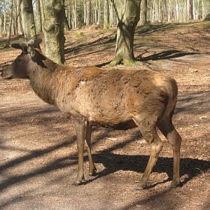 Esbjerg Dyrehave - Red deer