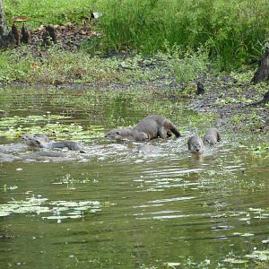 Smooth-coated Otter at Singapore Botanic Gardens