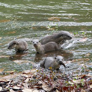 Smooth-coated Otter at Singapore Botanic Gardens