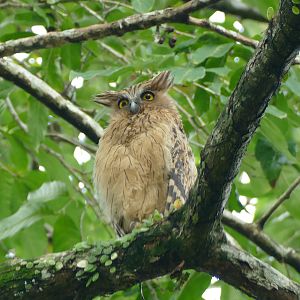 Buffy Fish Owl