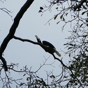 Oriental Pied Hornbill