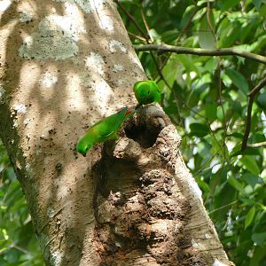 Blue-crowned Hanging-parrot