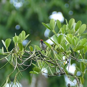 Scarlet-backed flowerpecker