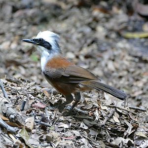 White-crested Laughingthrush