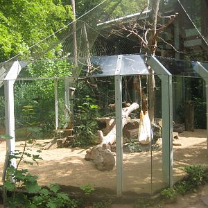 Nürnberg Tiergarten - Dwarf mongoose exhibit