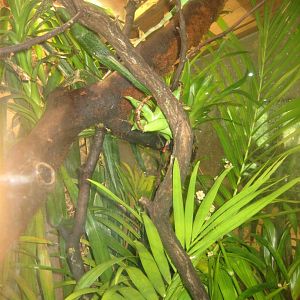 Nürnberg Tiergarten - Naturkundehaus - Iguana exhibit