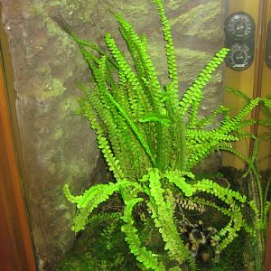 Nürnberg Tiergarten - Naturkundehaus - Tarantula exhibit