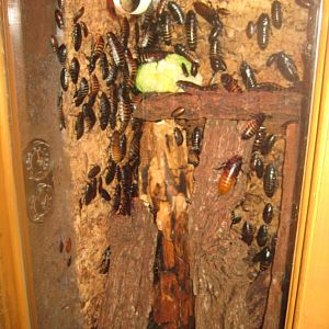 Nürnberg Tiergarten - Naturkundehaus - Cockroach exhibit
