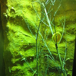 Nürnberg Tiergarten - Naturkundehaus - Mantis exhibit