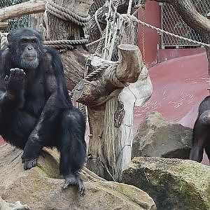 Paul & Lynsey's Zoo Tour #99 ZOOM Erlebniswelt Gelsenkirchen - YouTube