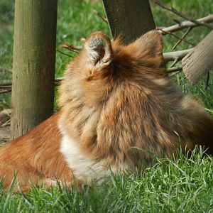 Dhole (Cuon alpinus) at Howletts Wild Animal Park, England