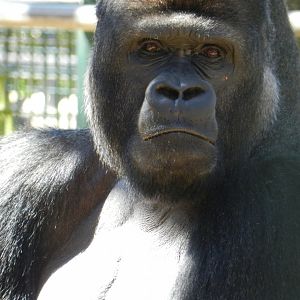 Western Lowland Gorilla (Gorilla gorilla gorilla) at Howletts Wild Animal Park, England
