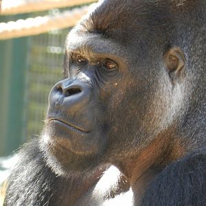 Western Lowland Gorilla (Gorilla gorilla gorilla) at Howletts Wild Animal Park, England