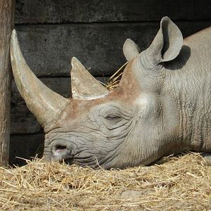 Eastern Black Rhinoceros (Diceros bicornis michaeli) at Howletts Wild Animal Park, England