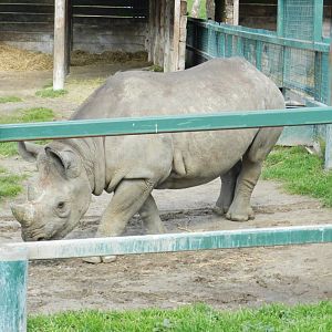 Eastern Black Rhinoceros (Diceros bicornis michaeli) at Howletts Wild Animal Park, England