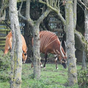 Bongo (Tragelaphus eurycerus) at Howletts Wild Animal Park, England
