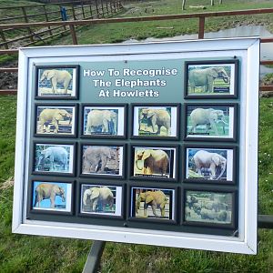 African Elephant ID Signage at Howletts Wild Animal Park, England