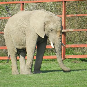 African Elephant (Loxodonta africana) at Howletts Wild Animal Park, England