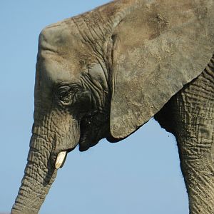 African Elephant (Loxodonta africana) at Howletts Wild Animal Park, England