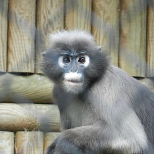 Dusky Langur (Trachypithecus obscurus) at Howletts Wild Animal Park, England