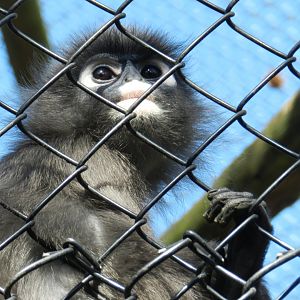 Dusky Langur (Trachypithecus obscurus) at Howletts Wild Animal Park, England