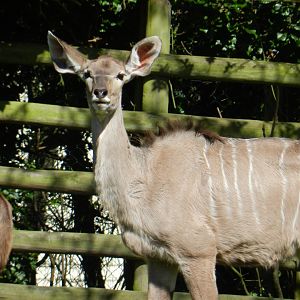 Greater Kudu (Tragelaphus strepsiceros) at Howletts Wild Animal Park, England