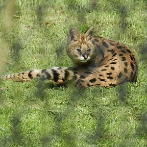 Serval (Leptailurus serval) at Howletts Wild Animal Park, England