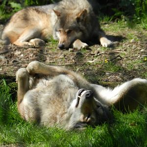 European Grey Wolf (Canis lupus lupus) at Howletts Wild Animal Park, England