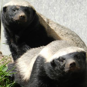 Honey Badger (Mellivora capensis) at Howletts Wild Animal Park, England