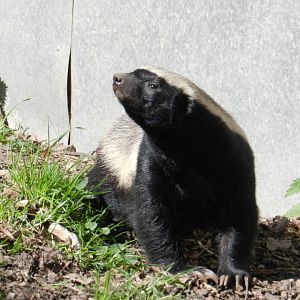 Honey Badger (Mellivora capensis) at Howletts Wild Animal Park, England