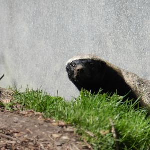 Honey Badger (Mellivora capensis) at Howletts Wild Animal Park, England
