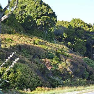 Vegetation on roadside