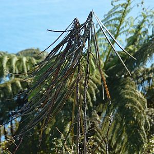 Interesting looking plant - fairly common