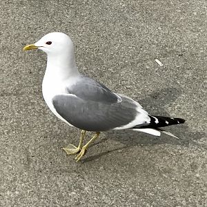 Mew Gull - Alaska
