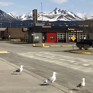 Herring Gulls - Alaska