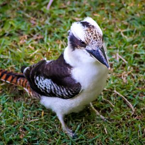 Laughing Kookaburra (Dacelo novaeguineae)