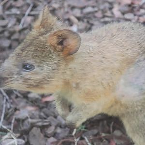 Quokka at Wildlife HQ - YouTube