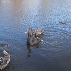 Black Swans 26/03/2019