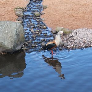 Orinoco Goose 26/03/2019